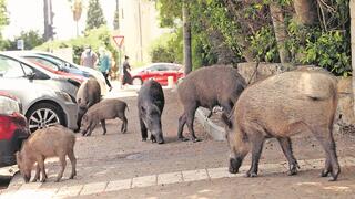 חזירי בר ברחובות חיפה