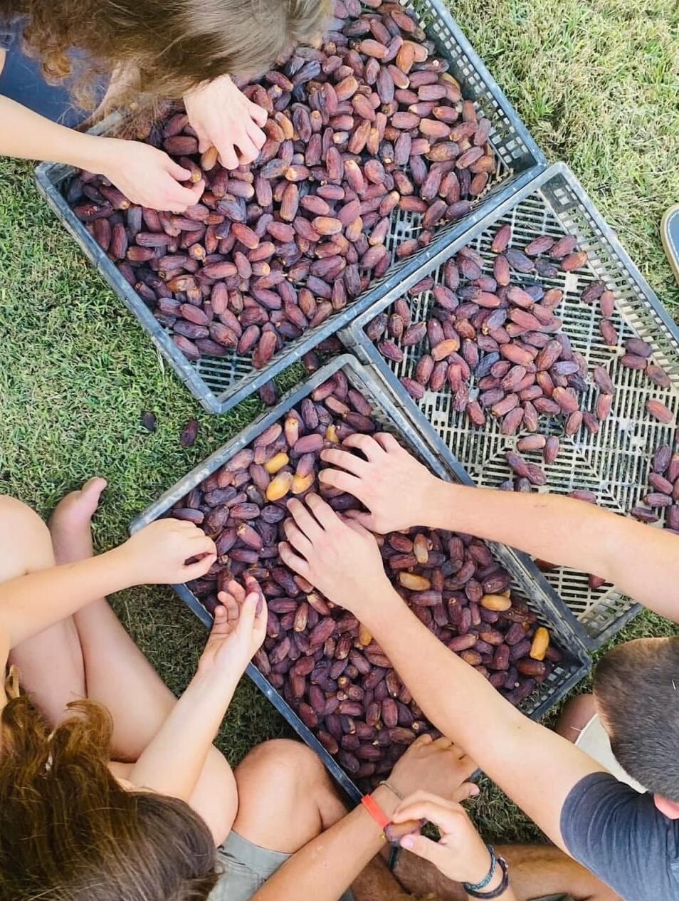 Dates grown by Jews in the West Bank can not be brought into The Netherlands (Photo: Desert Beats/Central Arava) גדיד תמרי מג׳הול בעין יהב
