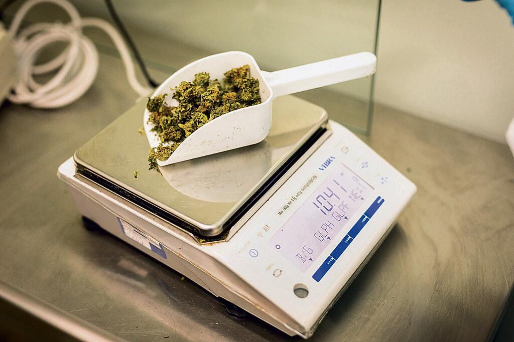 Medical cannabis (Photo: Tal Shahar) קנאביס רפואי