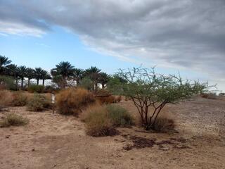 גשם ראשון בחצבה