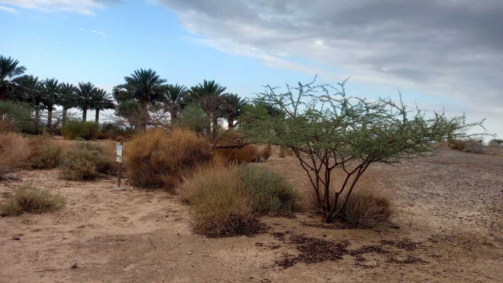 גשם ראשון בחצבה