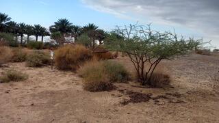 גשם ראשון בחצבה