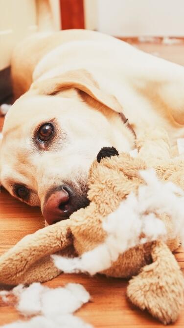 כלב הורס חפצים בבית