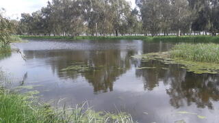 בריכת בג'וריה בגולן