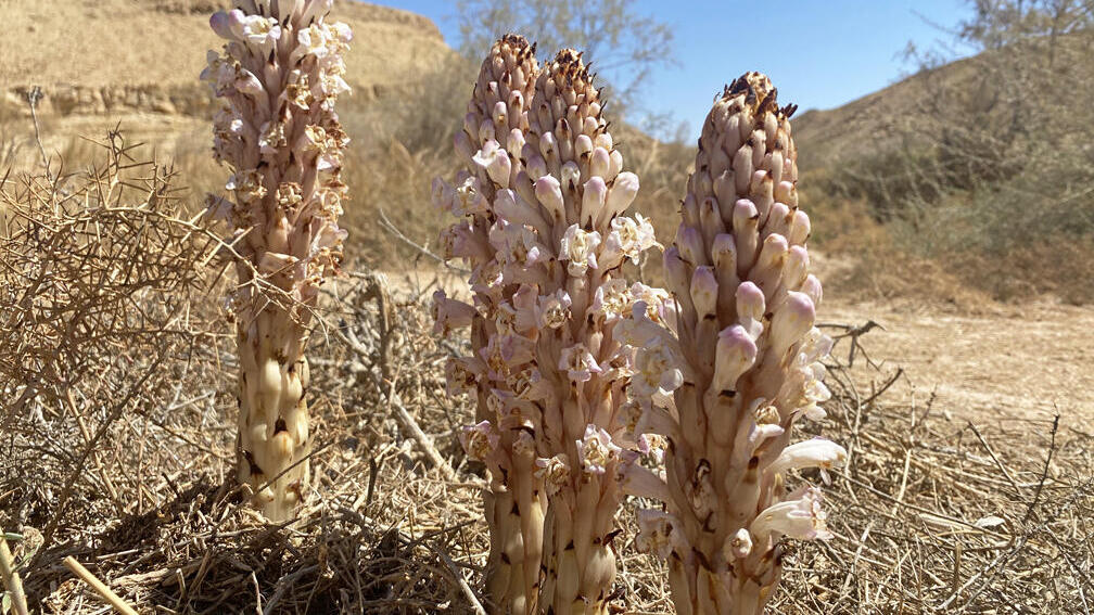 פריחת יחנוק המלחות בעין סהרונים 