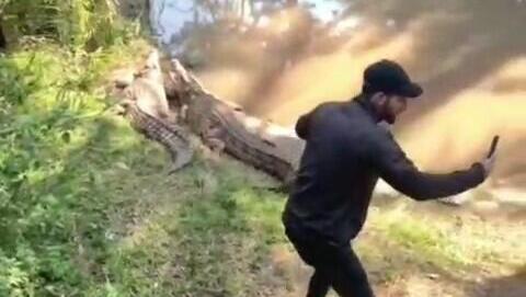 התגרות בתנינים בספארי