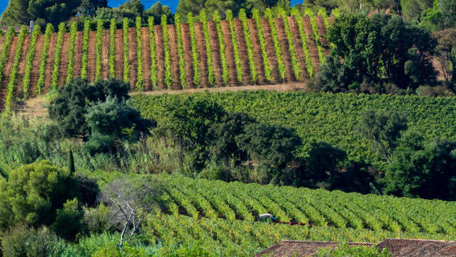 גידול גפנים באזור סן טרופז בצרפת