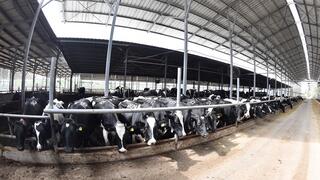 הרפת בקיבוץ אפיקים