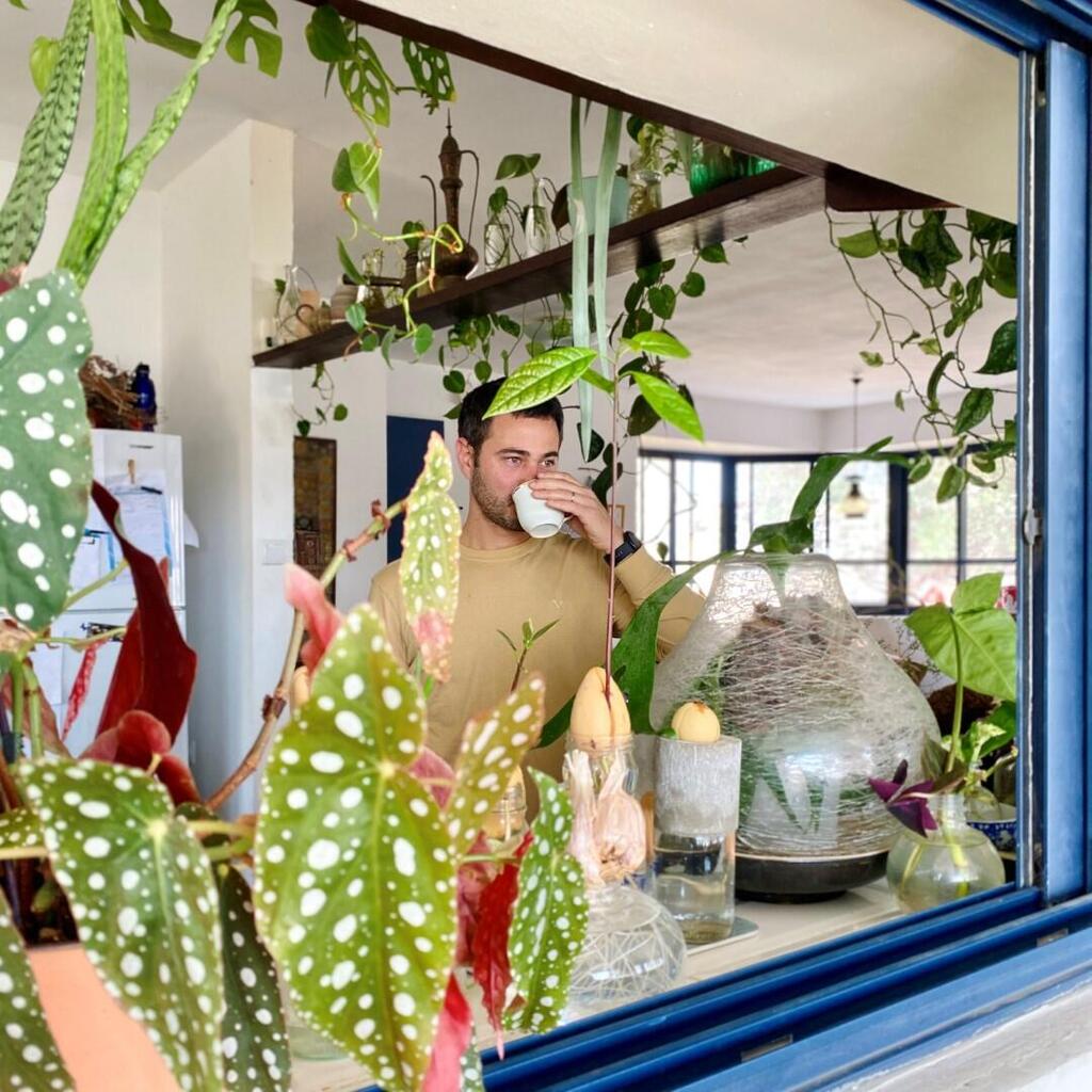 Plants on the windowsill and on a shelf near the ceiling (Photo: Rinat Tal) צמחים בבית