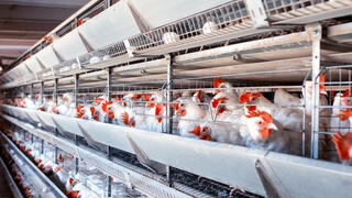 ביצים עם חומר רעיל נמכרו, האזהרה יצא לאחר 10 ימים