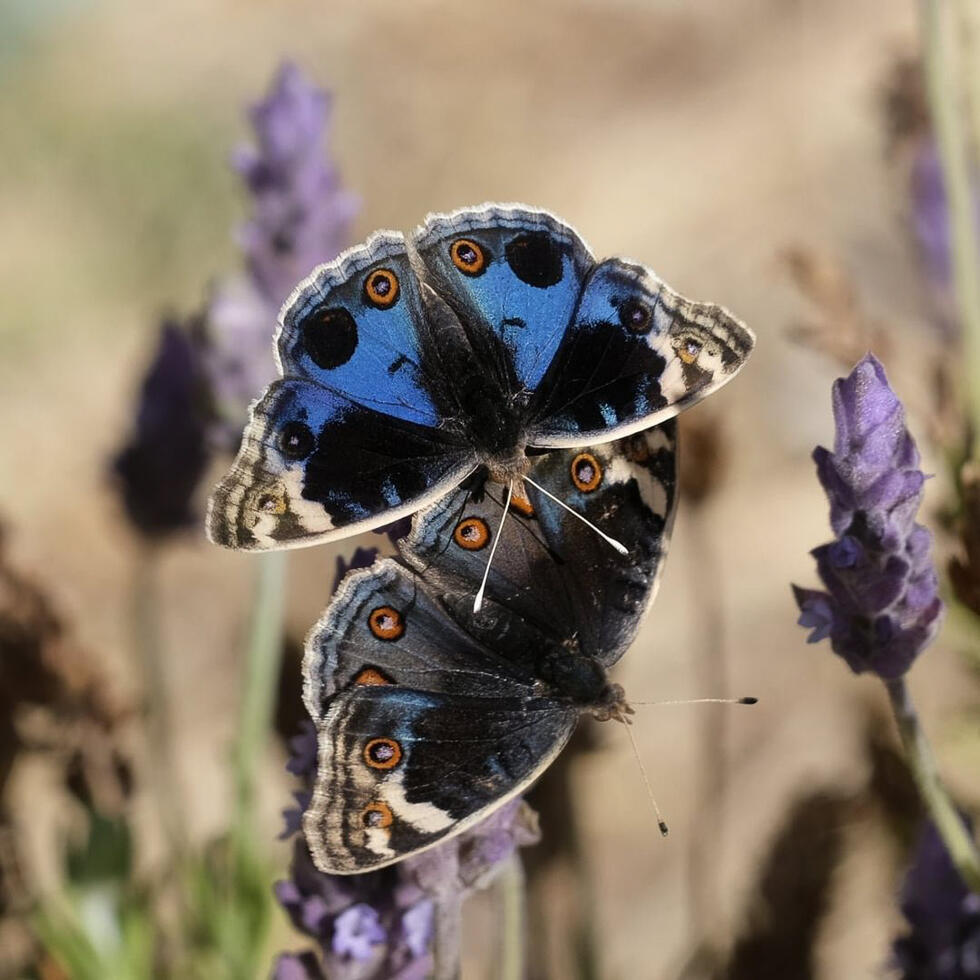 נימפית כחולה בחיזור