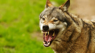 זאב חושף שיניים