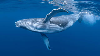 לווייתן גדול סנפיר