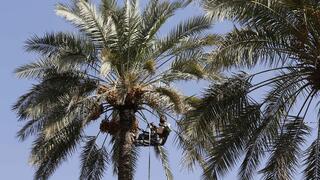 עץ דקל שמניב פרי עבור בני האדם