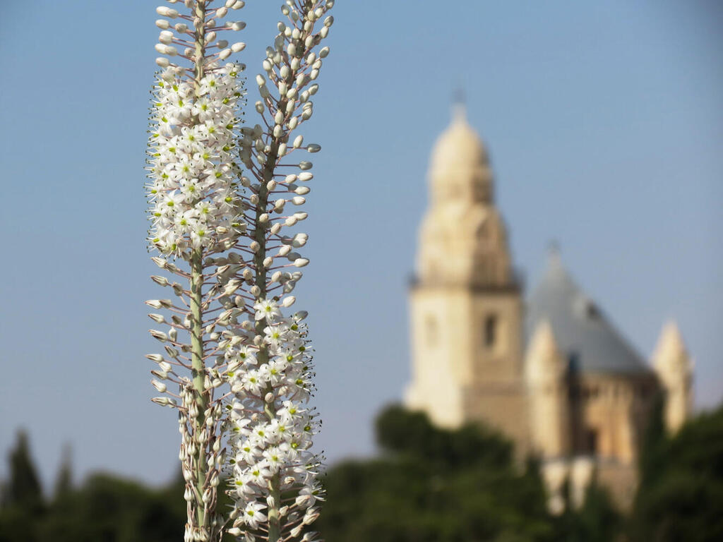 חצבים בעמק התנ"ך וברקע כנסיית הדורמיציון