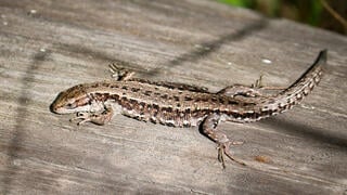 Viviparous lizard