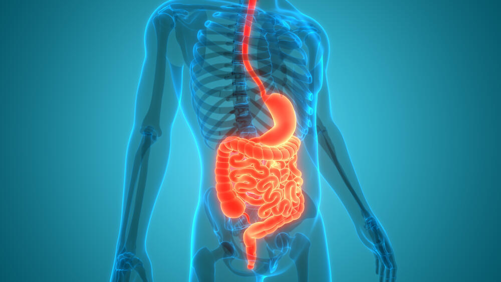 More processed food and less home cooking may affect digestive system function and the microbiome (Illustration: Shutterstock) מערכת העיכול מערכת עיכול