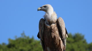 נשר בחי בר כרמל