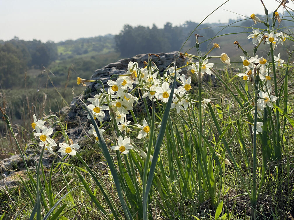 נרקיסים מצויים בשמורת אודים