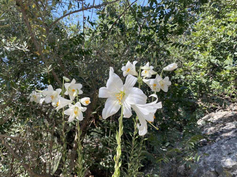 פריחת שושן צחור בנחל כזיב