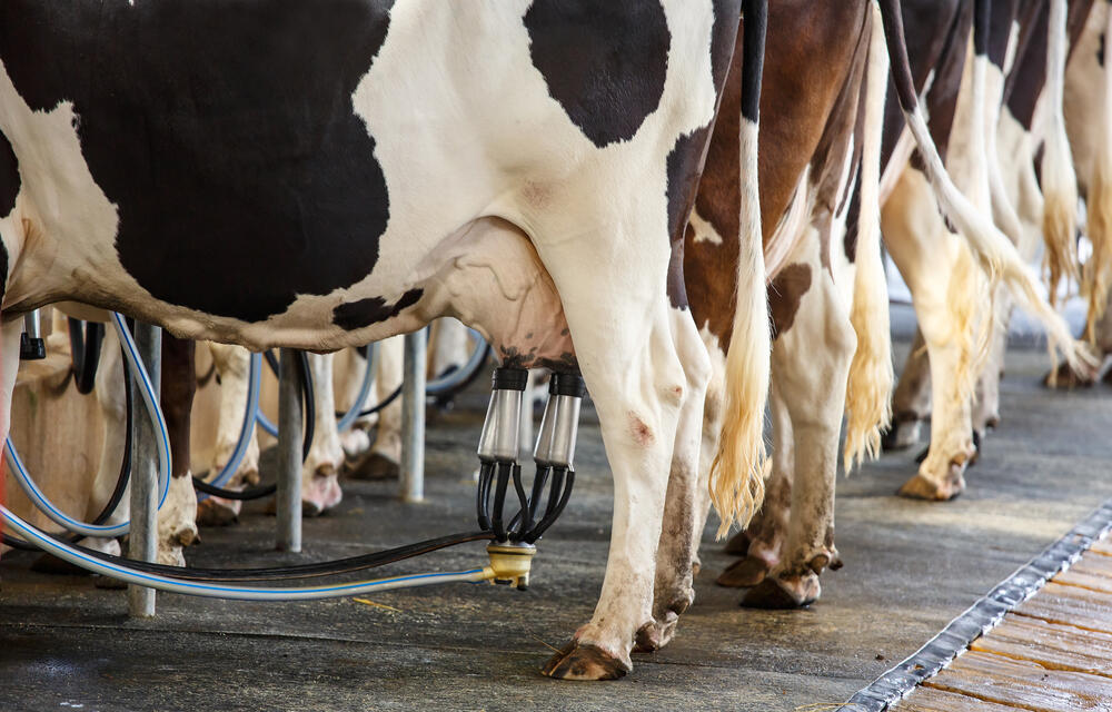 Photo: Shutterstock חליבת פרות ברפת