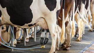 חליבת פרות ברפת