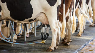 חליבת פרות ברפת