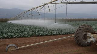 קונוע בשדה ברוקולי בגליל