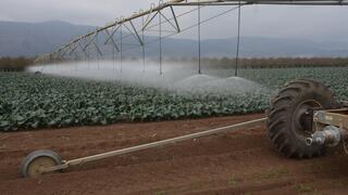 קונוע בשדה ברוקולי בגליל