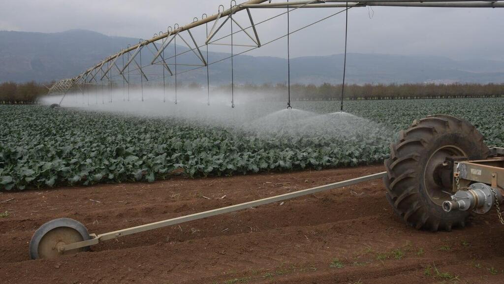 קונוע בשדה ברוקולי בגליל