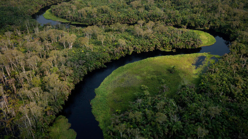 יערות גשם טרופיים בקונגו