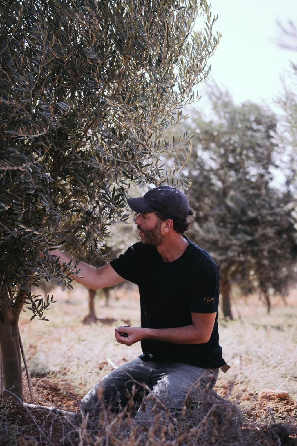 עידו תמיר, שמן זית פתורה