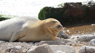 כלבת ים בחוף במרכז הארץ 