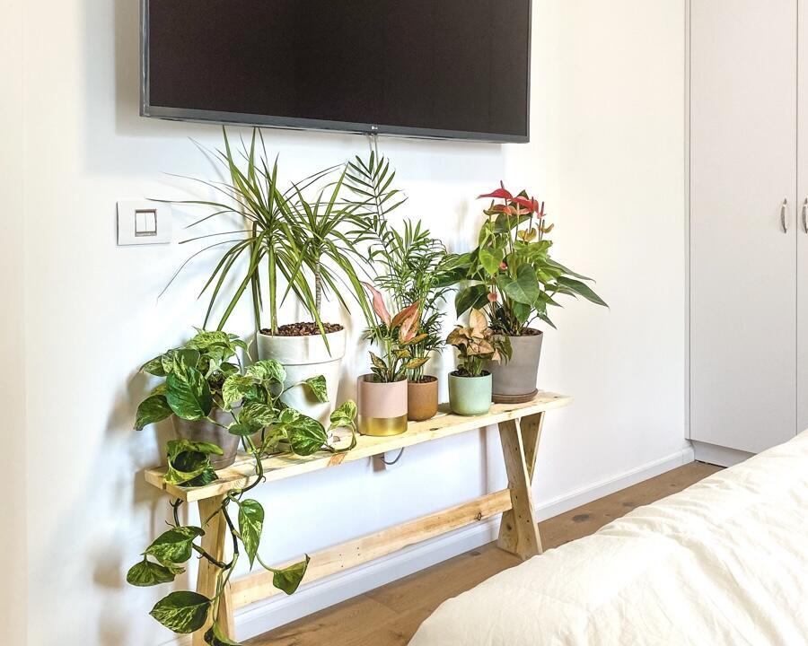 Self-Care is Plant Care טרנד הטיפוח החדש לבית