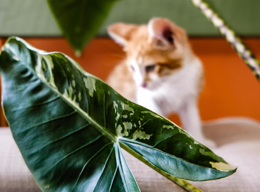 Self-Care is Plant Care טרנד הטיפוח החדש לבית