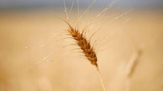 קמביין קוצר חיטה בעמק החולה