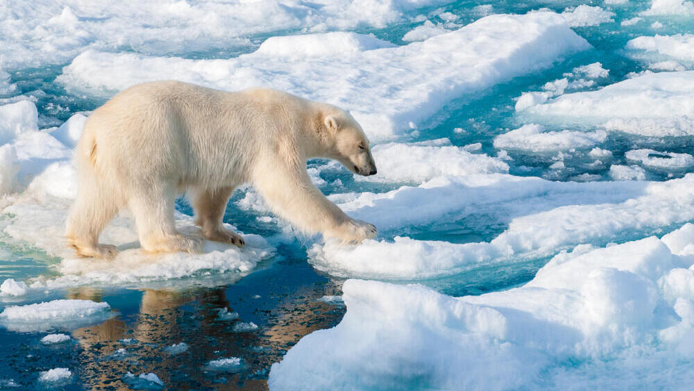 Polar bear stands on melting ice, a result of climate change (Photo: Shutterstock) דוב בסביבת קרחונים נמסים