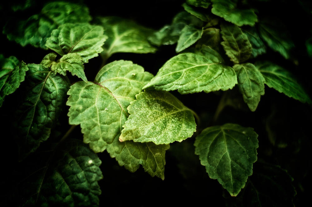 Patchouli plant (Photo: Shutterstock) צמח פצ'ולי