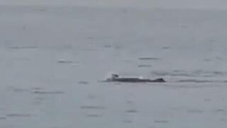 תיעוד מתקיפת הכריש במצרים