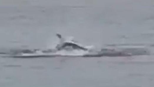 תיעוד מתקיפת הכריש במצרים