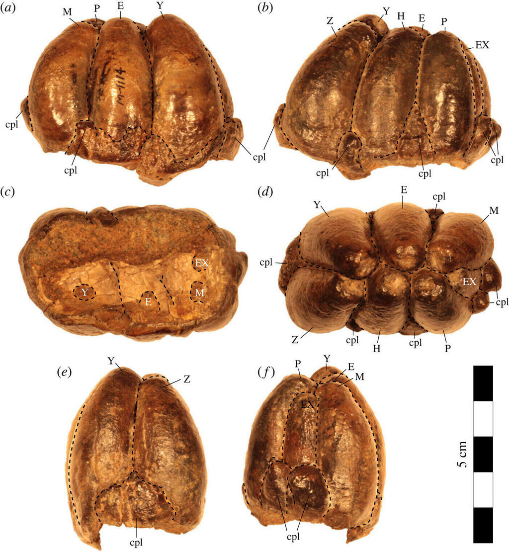 The tooth found at the Smithsonian (Photo: Royal Society Open Science (2023). DOI: 10.1098/rsos.221648) שן הדסמוסטילוס שנמצאה באוסף המוזיאון הלאומי להיסטוריה של הטבע של מכון סמית'סוניאן