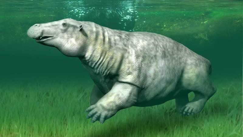 Desmostylus resembled a small hippopotamus, measuring over two meters in length and weighing 200 kg (Illustration: Wikipedia) דסמוסטילוס