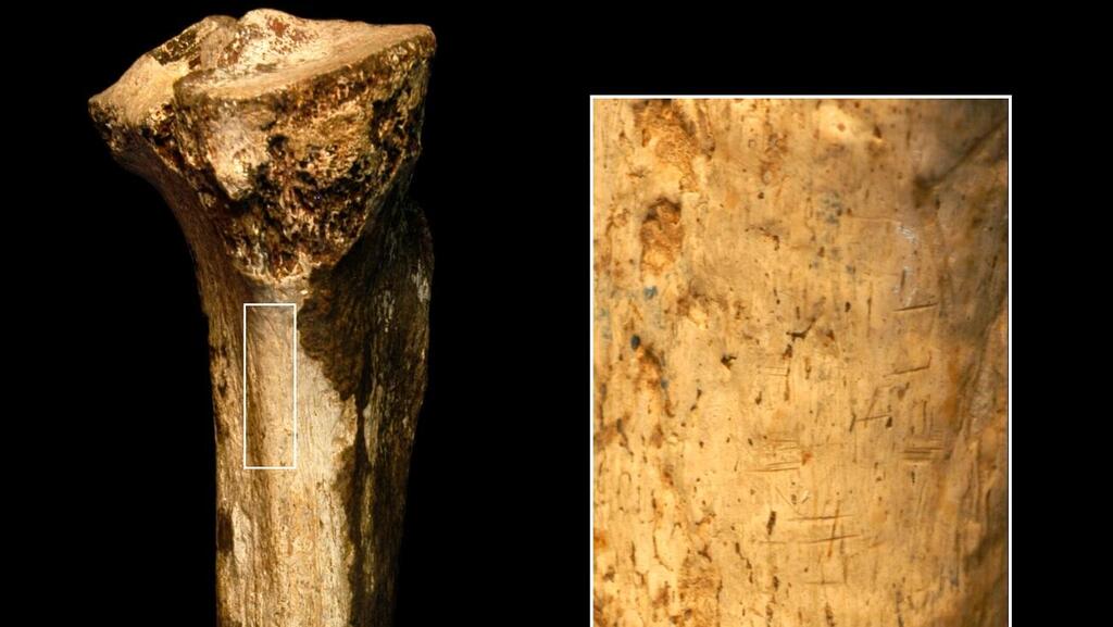 Unearthed tibia bone (Phone: Jennifer Clark) עצם השוקה של ההומינין ועליה סימני החיתוך