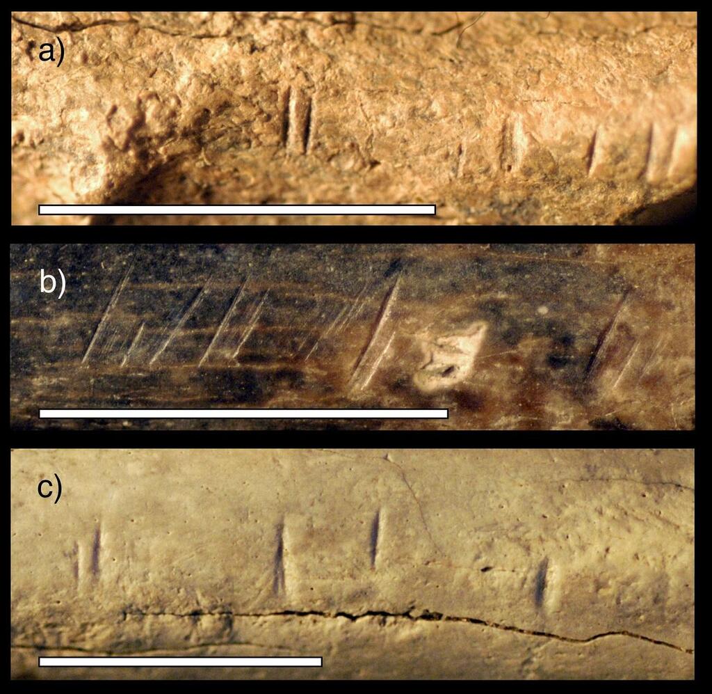 Three fossilized samples of cuts to the bone (Photo: Briana Pobiner) תמונות תקריב של שלוש דגימות בעלי חיים מאובנים מאותו אזור וזמן כמו עצם השוקה של ההומינין, עליהן ניתן להבחין בסימני חיתוך דומים לאלה שהופיעו על עצם השוקה שנבחנה