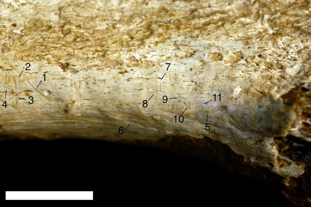 Cutting and teeth marks on a hominin bone (Photo: Jennifer Clark) תשעה סימני חיתוך (מספרים 1-4 ו-7-11) ושני סימני שיניים (מספרים 5 ו-6) שזוהו על עצם השוקה של ההומינין שנטבח ככל הנראה על ידי הומינין אחר