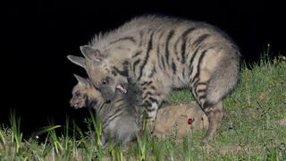 הטורף הכי גדול בישראל, שמגיע לפעמים גם לערים