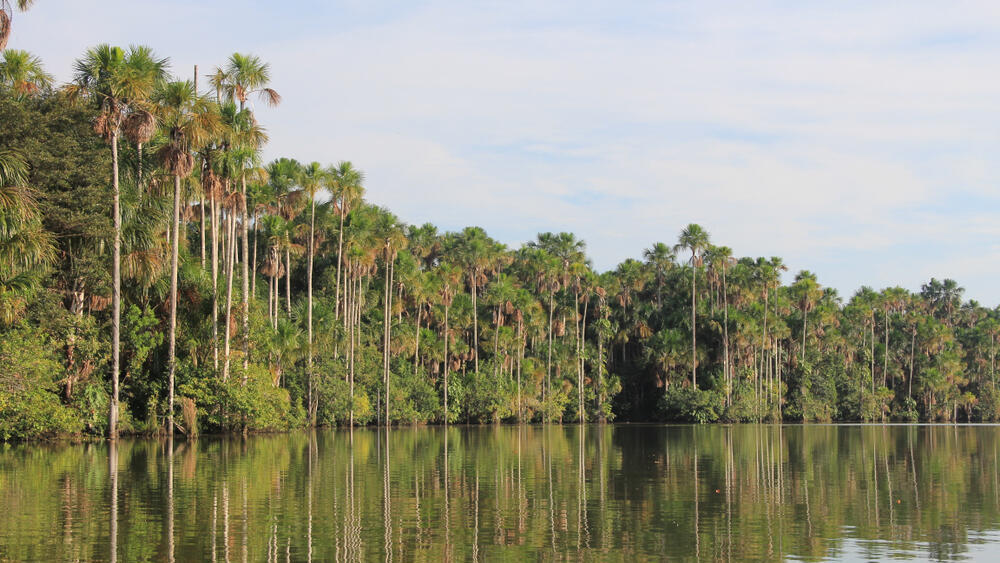 Amazon rainforest (Photo: Shutterstock) האמזונס הפרואני