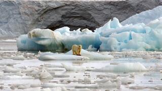 דוב קוטב על קרחון בסבאלברד