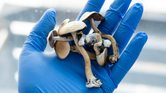 פטריות הזיה פסילוסיבין