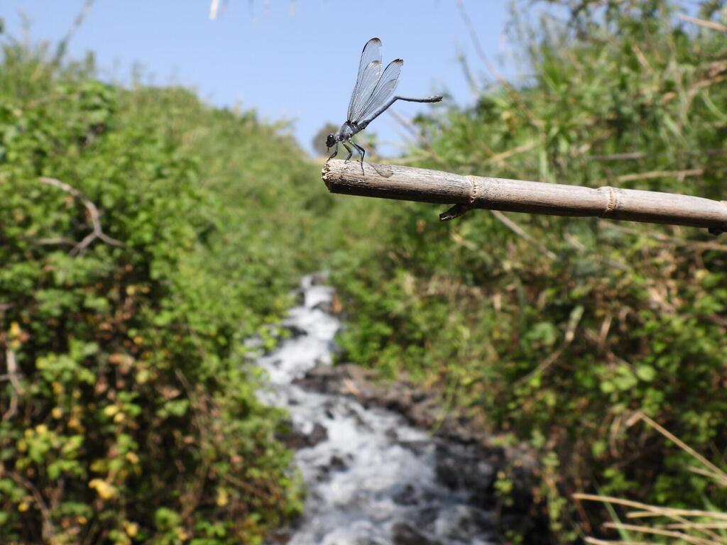 Ein Divsha spring emerges on the western slopes of the Golan Heights and once fed Lake Hula (Photo: Iris Arbel, Society for the Protection of Nature) שפירית בעין דיבשה